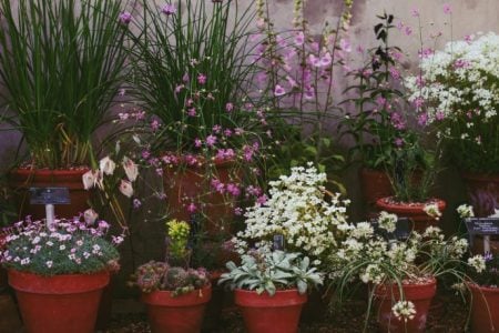 I consigli di maggio per le piante in vaso