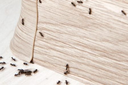 Come eliminare le formiche in casa