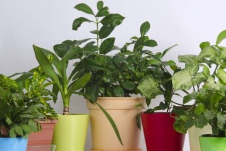 Come curare le piante d’appartamento in ottobre