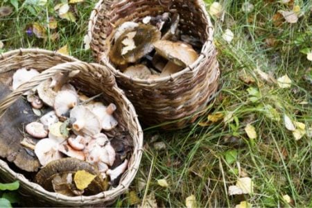 Protagonisti d’autunno: i funghi