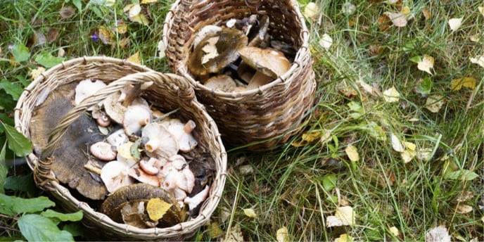 Protagonisti d’autunno: i funghi
