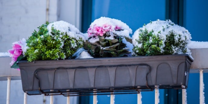 Come proteggere le piante del balcone dal freddo - Fatto in casa da  Benedetta