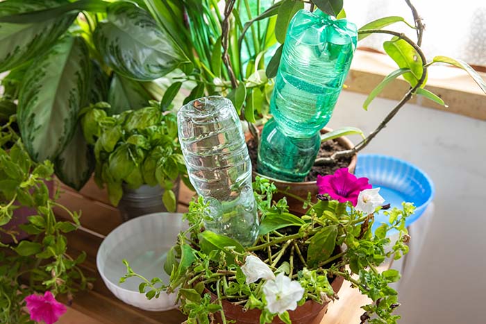 5 consigli per curare le piante quando partiamo in vacanza - Fatto in casa  da Benedetta