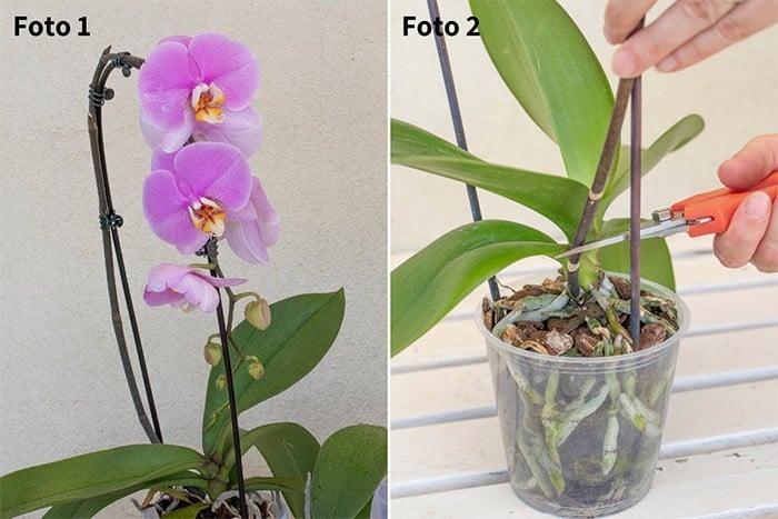 Come curare le orchidee - Fatto in casa da Benedetta