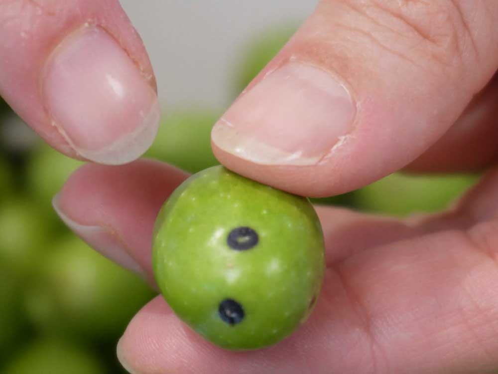Olive in salamoia - Step 1
