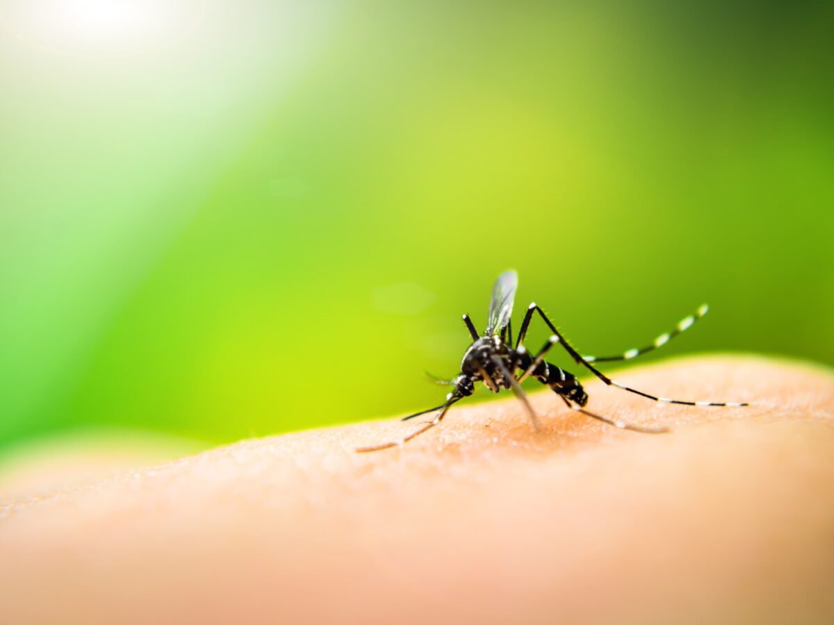 3 rimedi naturali contro le zanzare