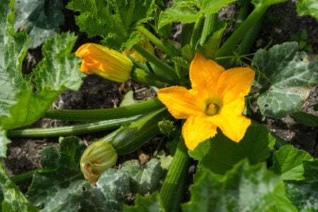 Coltivare le zucchine: 3 consigli utili