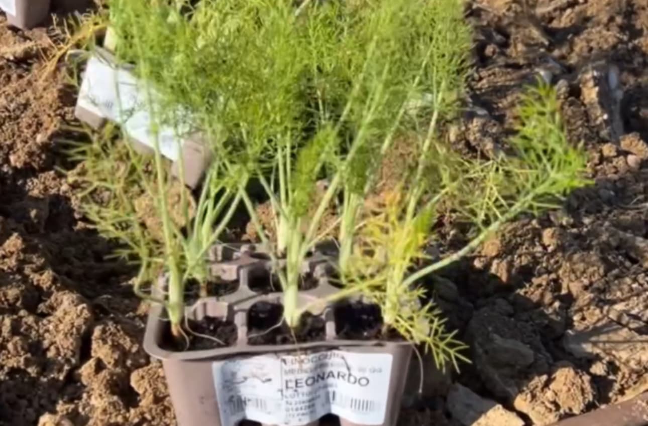 300 Semi Di Finocchio Da Orto SemiWild | Sementi Riproducibili Non Ibride, Per Giardino E Aromi – Da Agricoltura Naturale