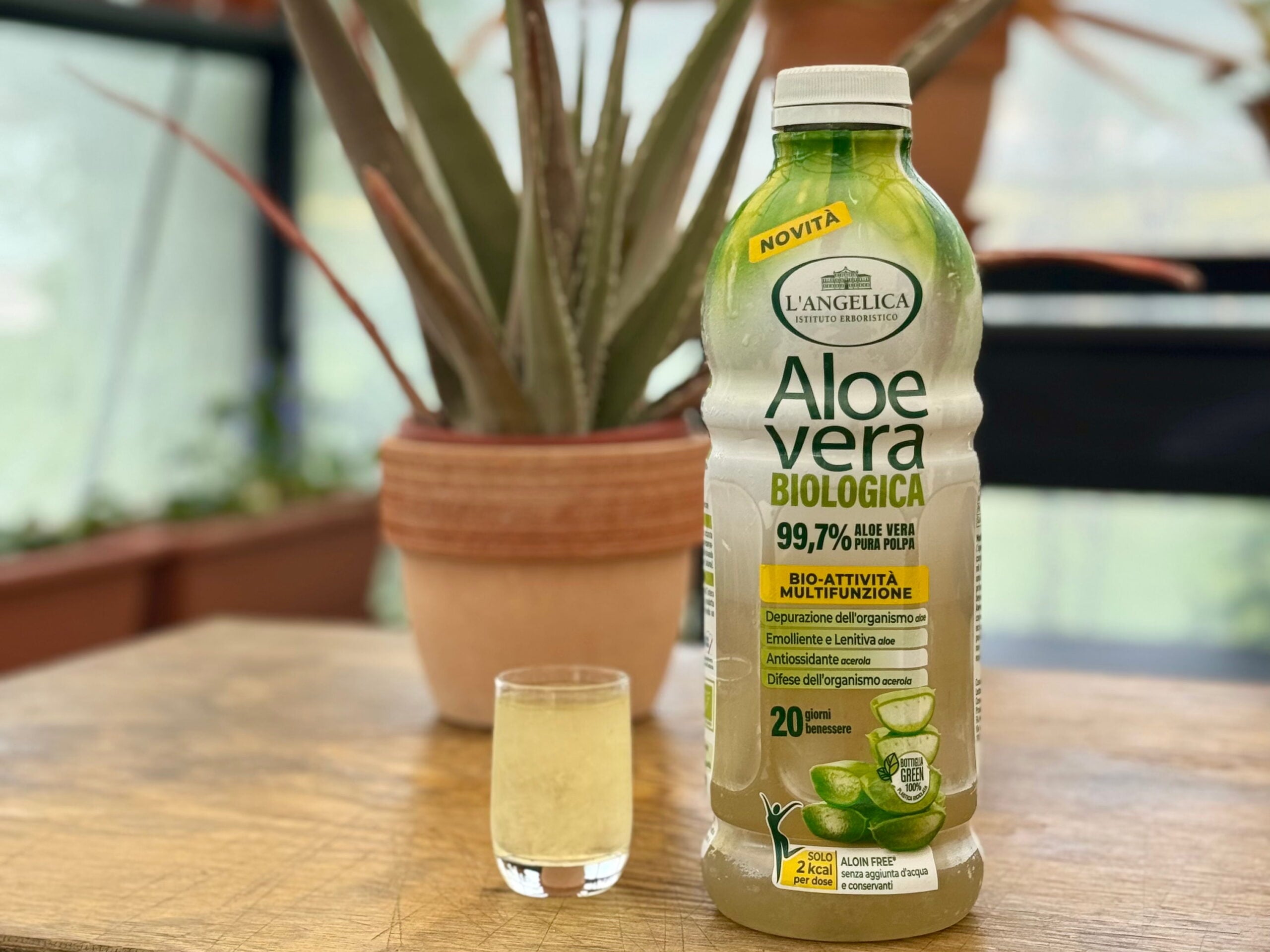 www aloe vera Aloe Plant Care - How to Grow Aloe Vera