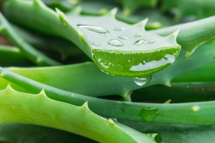 hildegard braukmann sun & care aloe vera spf 50 Surface Aloe Vera After Sun Continuous Spray main image 1