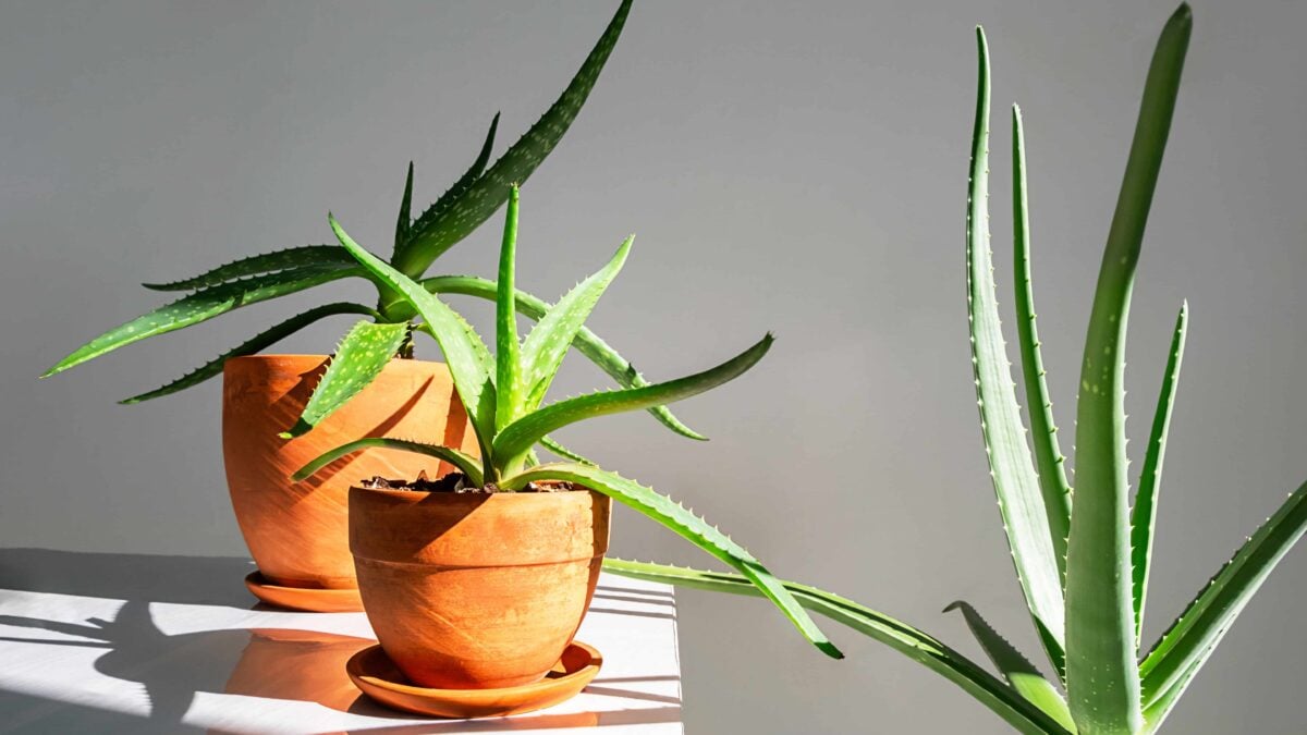 Aloe vera: come coltivarla - Fatto in casa da Benedetta