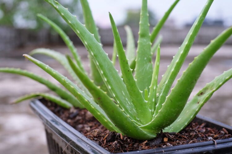 Aloe vera: come coltivarla - Fatto in casa da Benedetta