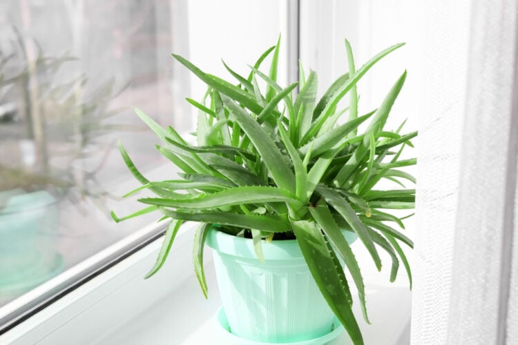 barbadensis miller aloe vera gel Aloe Vera (Barbadensis Miller) – Enchanted Hammock main image 0