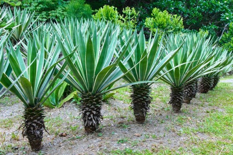 Sciroppo di agave: un dolcificante naturale dalle mille virt - Fatto in  casa da Benedetta