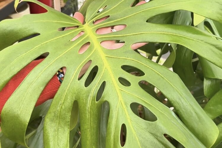 maypop plant Purple Passionflower / Maypop Seeds