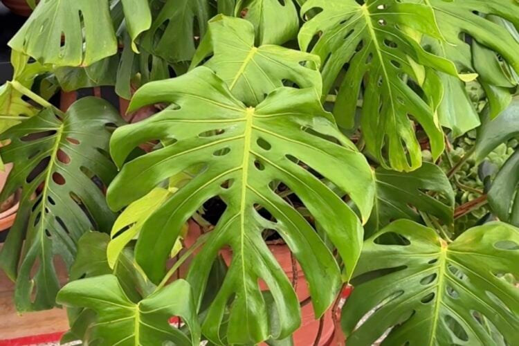 philodendron birkin white Philodendron 'Birkin'