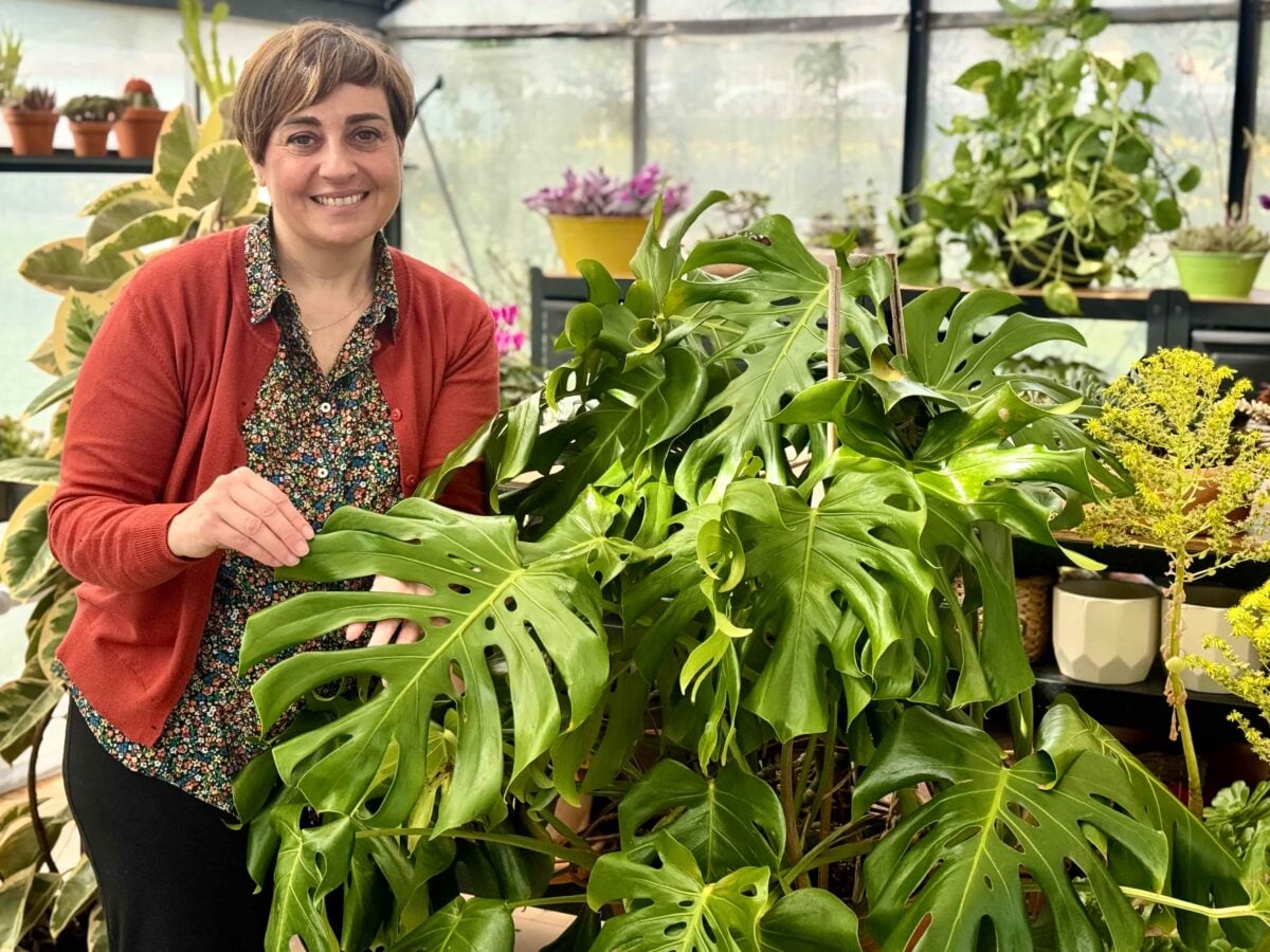 Monstera: come curarla e far crescere foglie grandi e sane - Fatto in casa  da Benedetta
